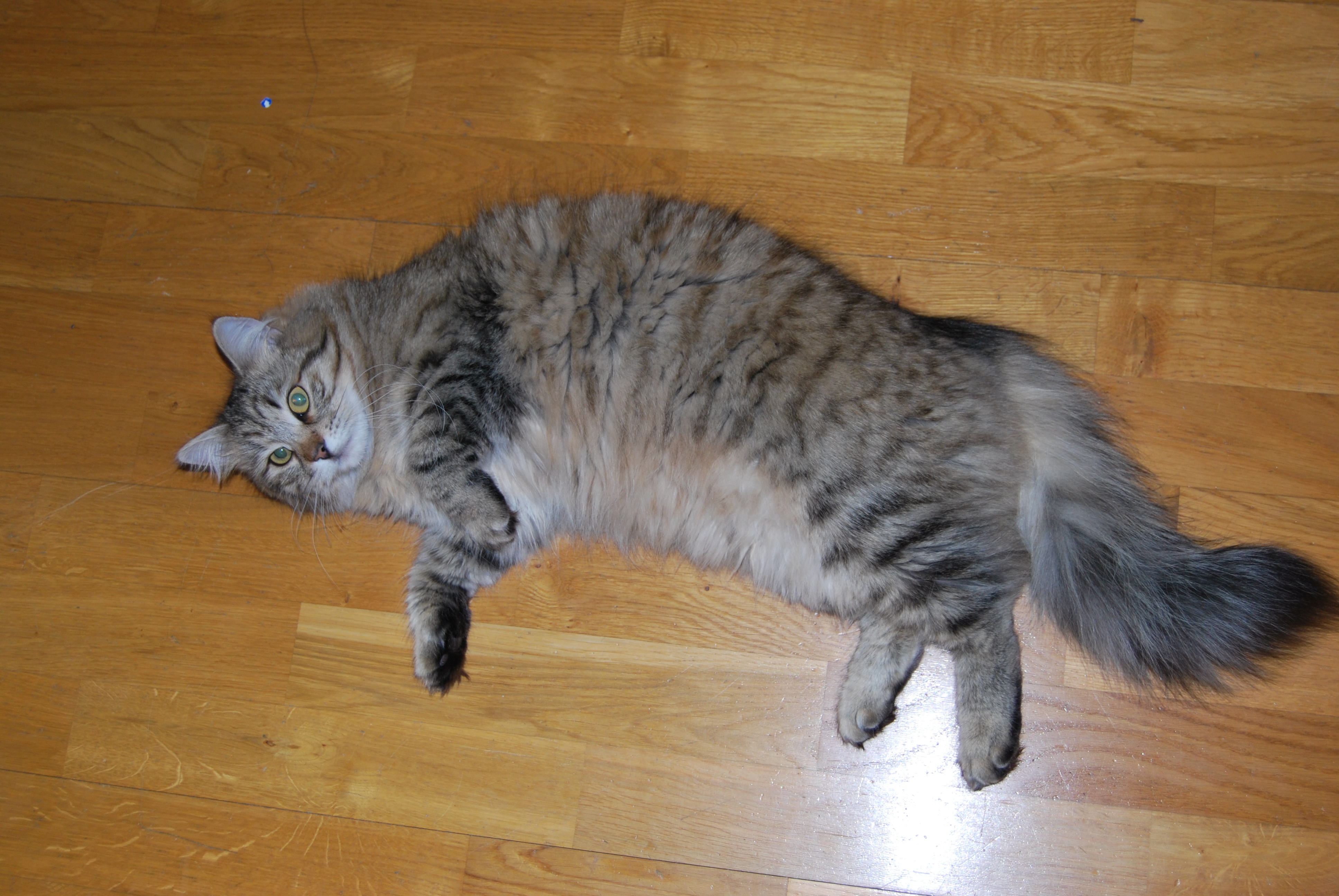 sibirisk katt Gabbie